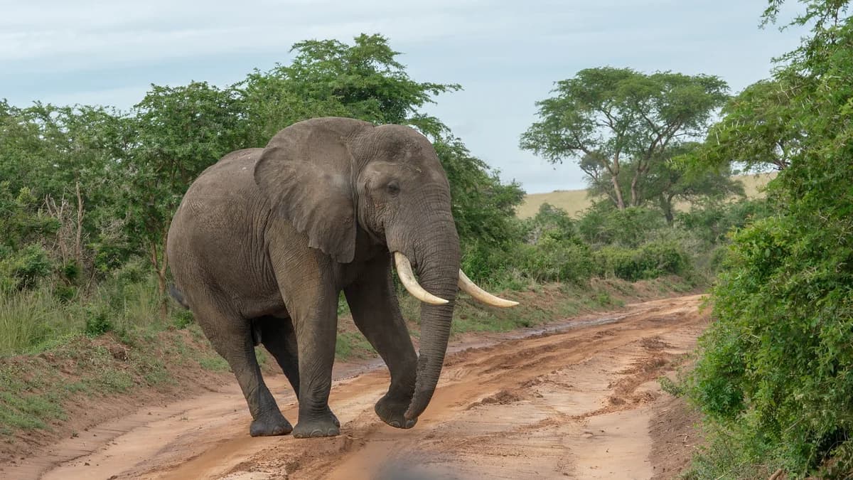 Elephant crossing a safari road