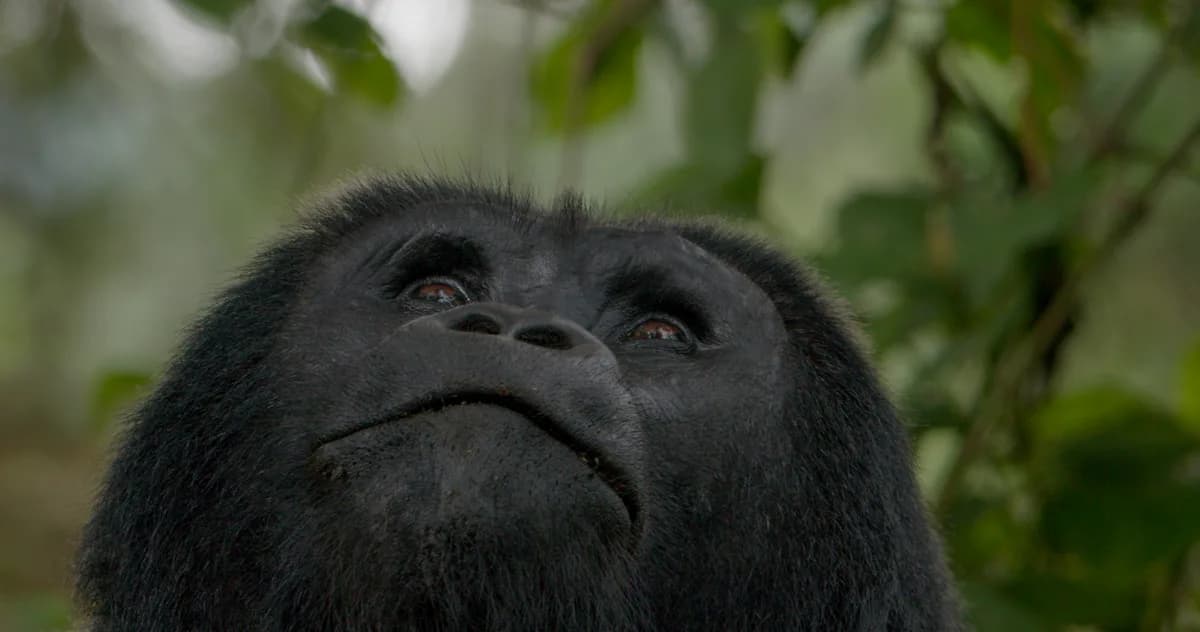 Mountain gorilla gazing upward through the forest canopy in Bwindi Impenetrable Forest