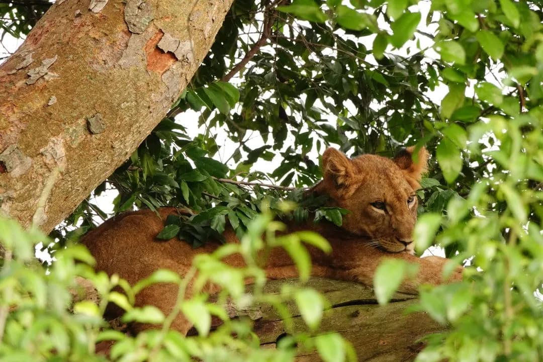 Tree-climbing lion resting in Ishasha, Queen Elizabeth National Park