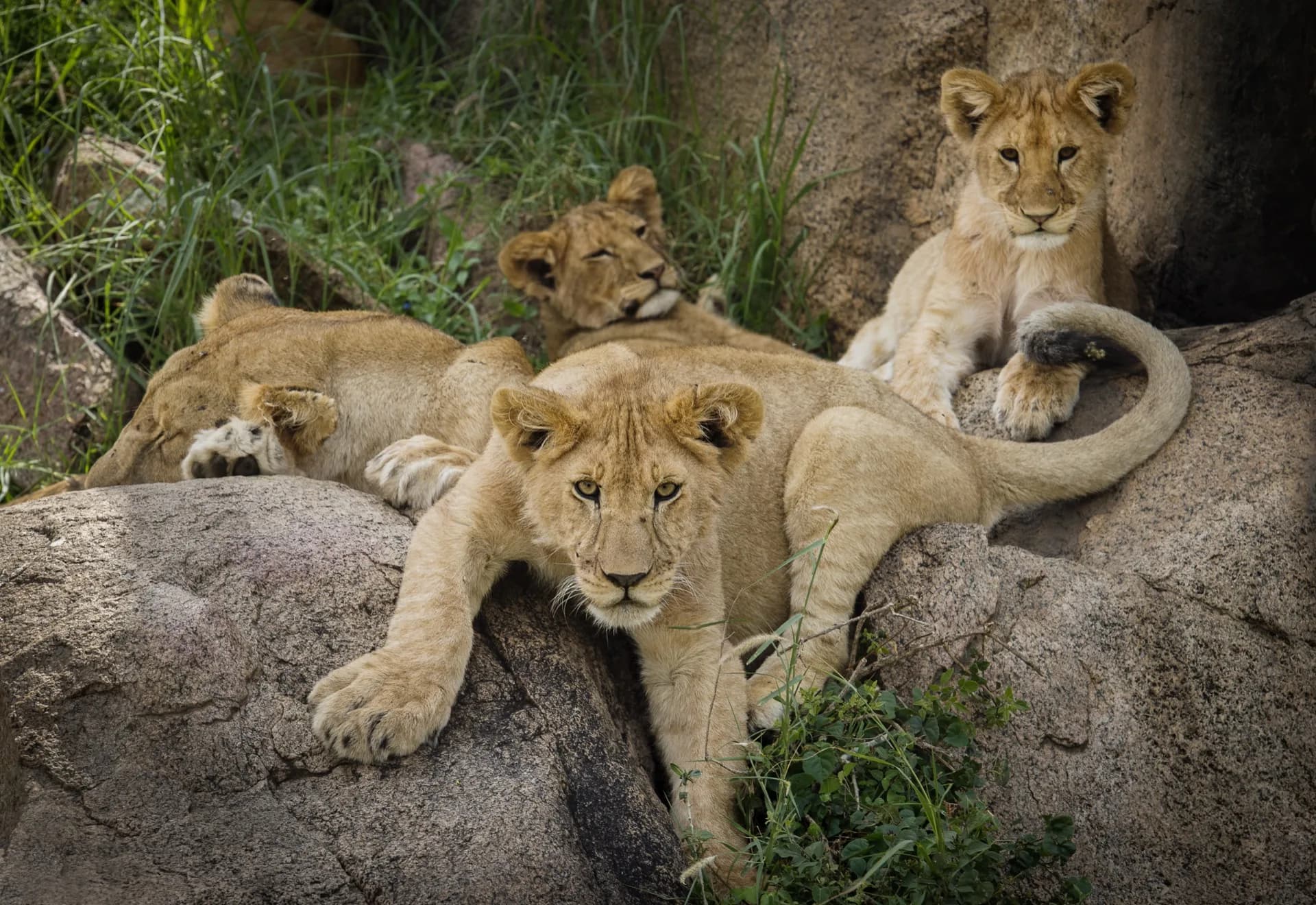 Tanzania